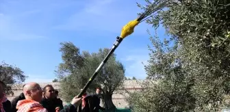 Ayvalık Uluslararası Zeytin Hasat Festivali'nde İlk Hasat Yapıldı