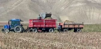 Erzurum'da Şeker Pancarı Hasadı Başladı