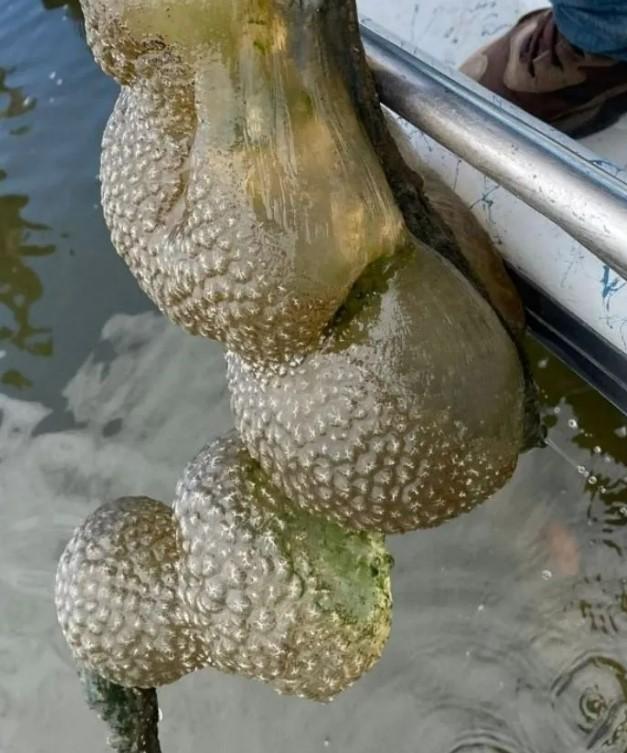 The mysterious pouch, whose nature no one can understand, appeared in the river