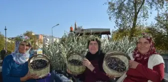 Manavgat'ta Zeytin ve Zeytinyağı Festivali Başladı