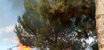 Hatay'da Ormanlık Alanda Yangın, İtfaiye Zeit Sürede Söndürüldü