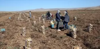 Ahlat'ta Patates Hasadı Coşkusu: Çiftçiler Verimden Memnun