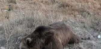 Kars'ta Bozayı Araç Çarpması Sonucu Hayatını Kaybetti