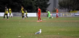 Tekirdağspor Maçında Martı Renkli Anlar Yaşattı