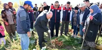 Çakır Havuç Hasadına Başlandı