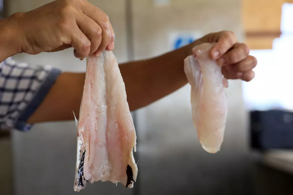 Antalya'da 'Mezgit' Diyerek Satılan Zehirli Balon Balığı Uyarısı