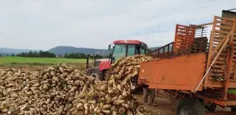 Sinop'un Boyabat İlçesinde Şeker Pancarı Hasadı Başladı