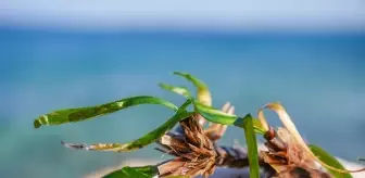 DEÜ'den Akdeniz'in Deniz Çayırları Üzerine Karbon Tutma Projesi