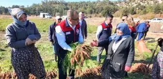 Çakır Havuç'ta Hasat Devam Ediyor, 5 Bin Ton Rekolte Bekleniyor