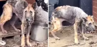 Sahiplerinin terk ettiği Alman kurdunun 12 haftada inanılmaz değişimi