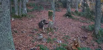 Bartın'da Ayna ile Yaban Hayvanlarının Eğlenceli Anları