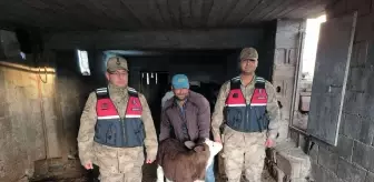 Kilis'te Kaybolan Buzağı Jandarma Ekiplerince Bulundu