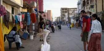 Saint-Louis'ta Pelikan Turistlerin Gözdesi Oldu