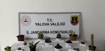 Yalova'da Endemik Kaktüs Hırsızlığı: Bir Kişi Gözaltına Alındı