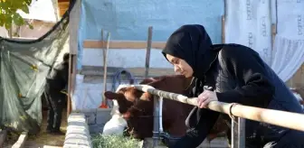 Erzincan'da Gıda Mühendisi Betül Kara, Devlet Desteğiyle Besi Çiftliği Kurdu