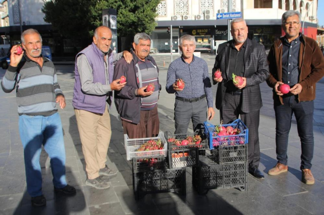 Celebrating Trump's election victory by distributing free radishes and dragon fruit