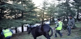 Hatay'da Yaralı Katırın Tedavisi Gerçekleştirildi