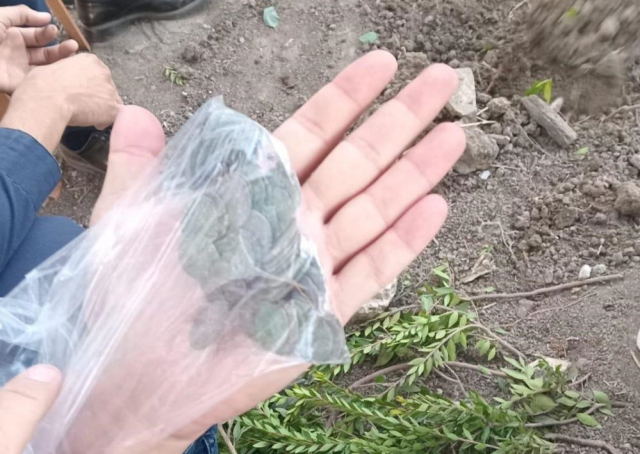 They found 1100 silver coins while digging a grave