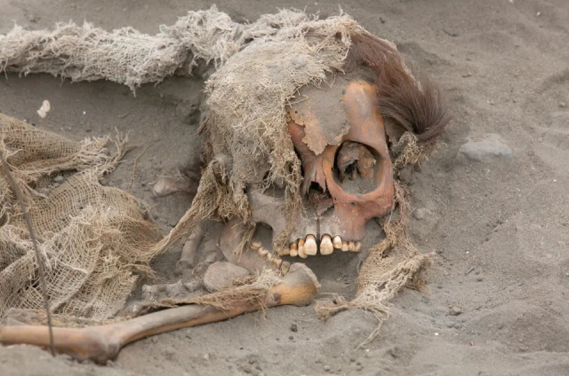 In the newly discovered 700-year-old grave, the skeletons of 76 children sacrificed with their hearts removed were found