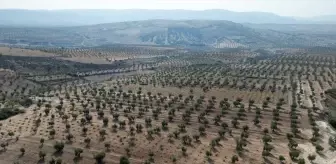 Kilis'te Sahte Zeytinyağı Uyarısı