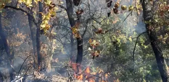 Kırklareli'nde Orman Yangını Kontrol Altına Alındı