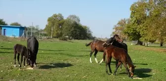 Kızlarının İçin Başladı, Yarış Atı Yetiştiriciliğine Ulaştı