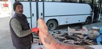 Erzincan'da Karasu Nehri'nde 55 Kilogramlık Turna Balığı Yakalandı