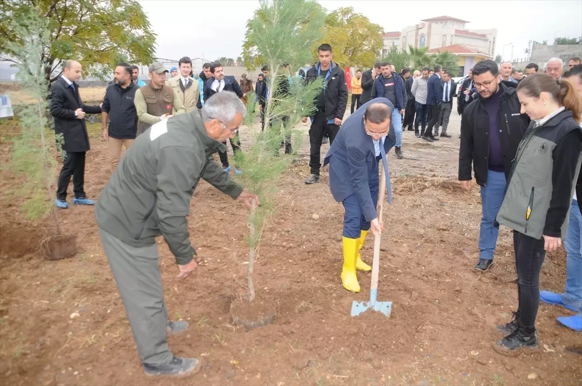 Cizre'de Milli Ağaçlandırma Günü Etkinliği Düzenlendi