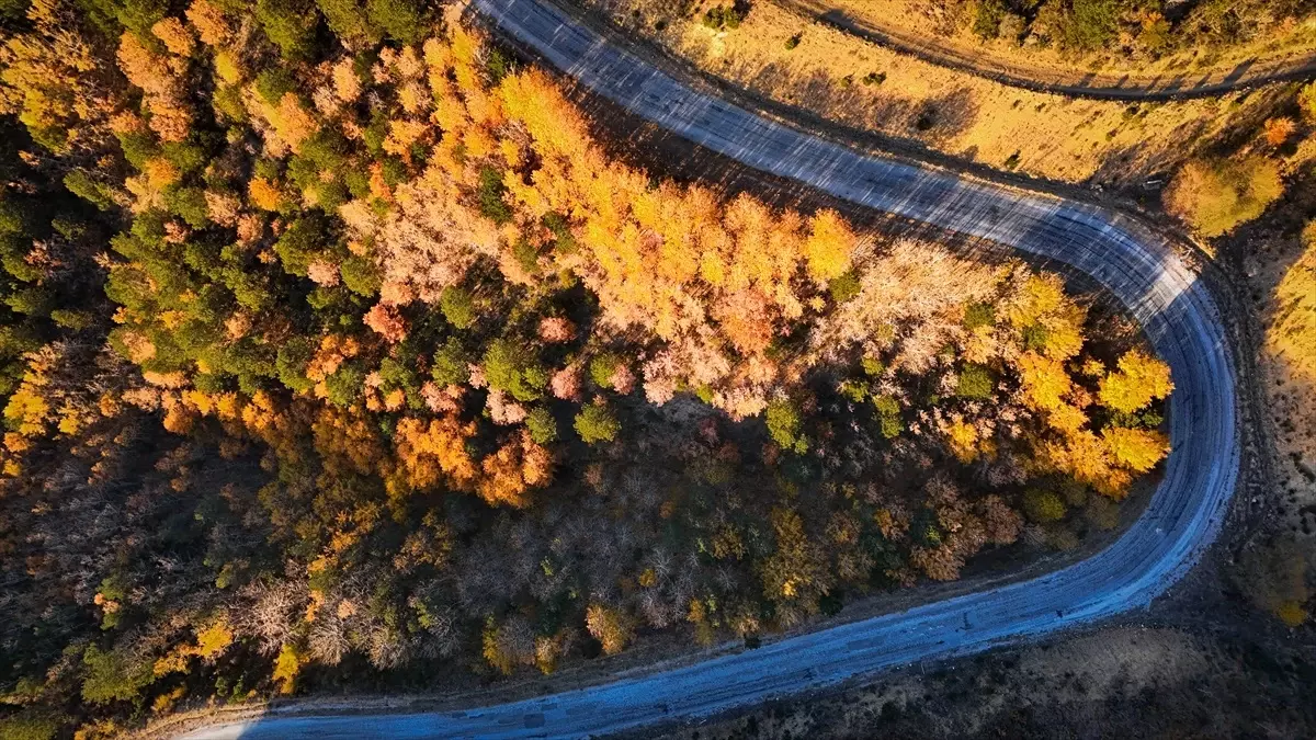 Sonbaharda Renklenen Kavak Ağaçları Görüntülendi