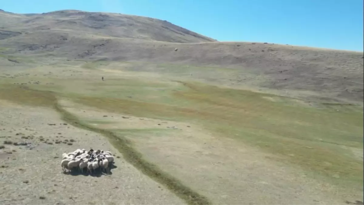 Dron ile Kaybolan Koyunlar Bulundu