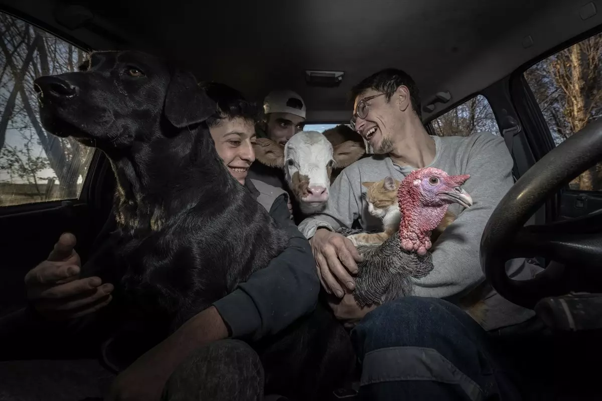 Kütahyalı kuzenler, çiftliklerindeki hayvanlarla olan bağlarıyla görenlerin içini ısıtıyor