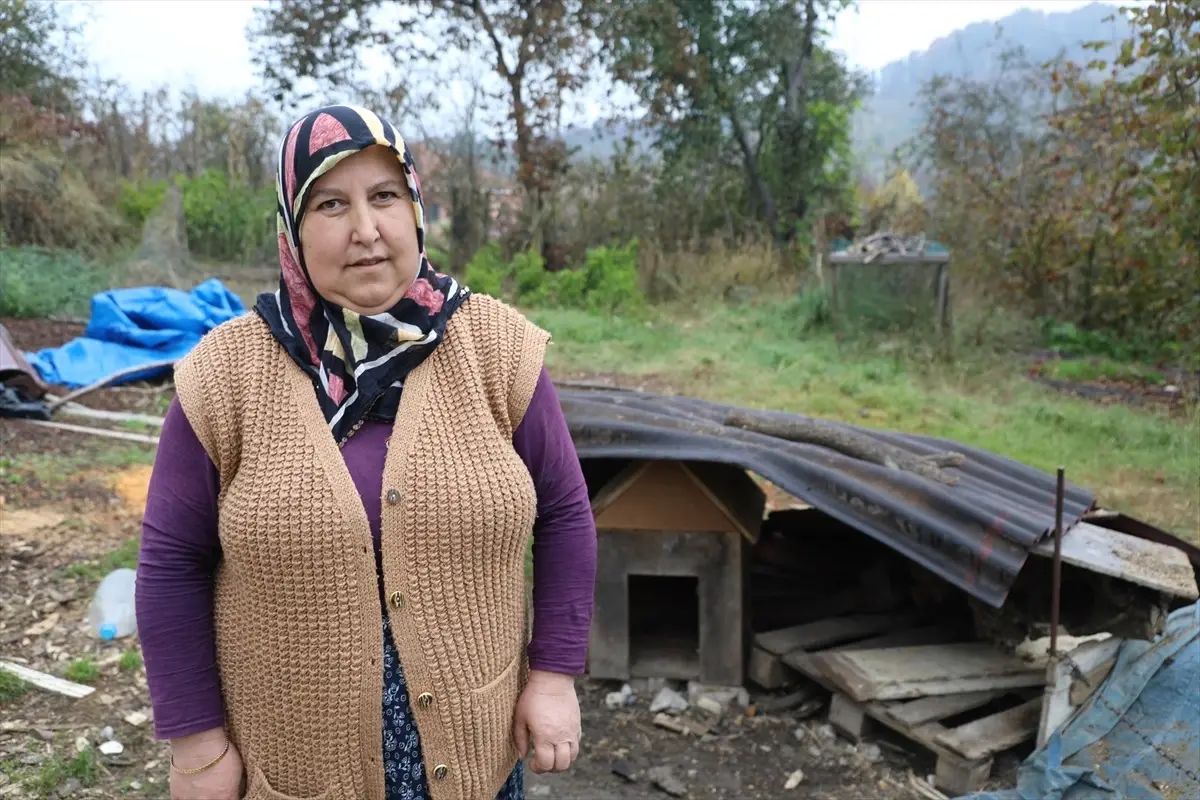Karasu'da Ailenin Yavru Köpeği Kurtlar Tarafından Kapıldı