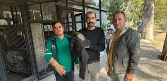 Mersin'in Tarsus İlçesinde Yaralı Doğan Tedavi Altına Alındı
