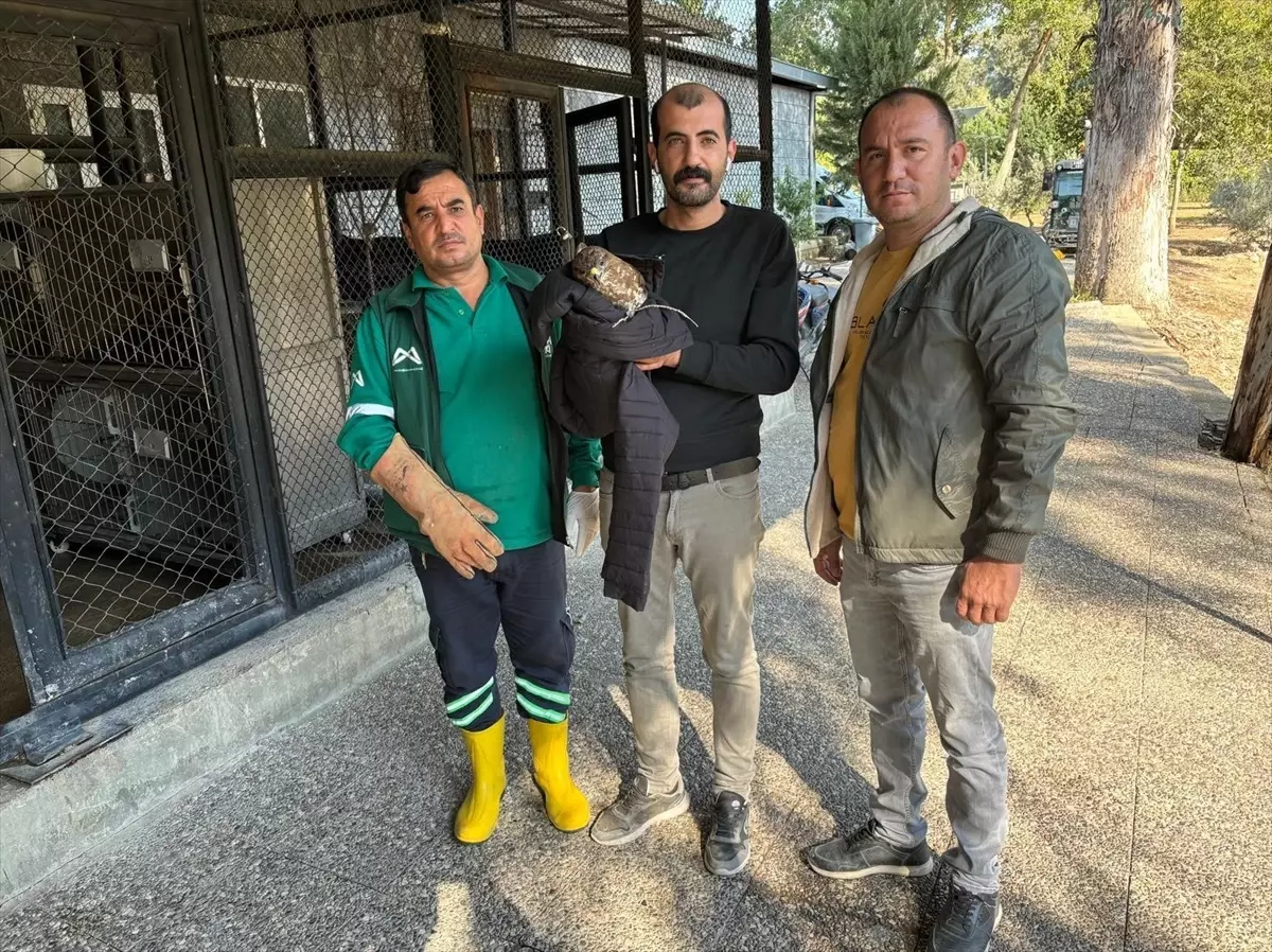 Mersin'in Tarsus İlçesinde Yaralı Doğan Tedavi Altına Alındı