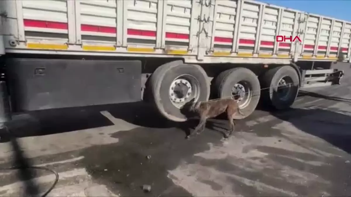 Adana'da TIR'da 53 Kilo Esrar Ele Geçirildi