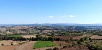 Çankırı'da Çeltik Üretiminde Rekor Verim Elde Edildi