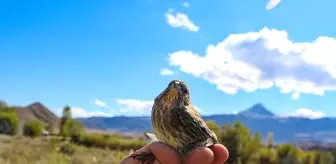 Iğdır'da Kuş Halkalama Rekoru Kırıldı