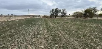 Trakya'da Kanola Üretimi Kuraklık Nedeniyle Tehlikede