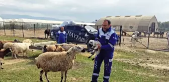 Yangında Yaralanan Koyun 4 Ay Sonra Doğum Yaptı