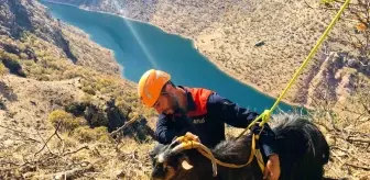 Dicle'de Mahsur Kalan 10 Keçi AFAD Tarafından Kurtarıldı