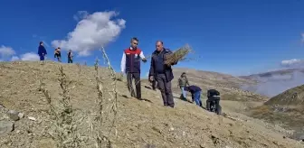 Erzurum'da Tuz Çalısı Fideleri Dikildi