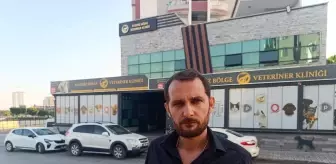 Mersin'de Otomobilin Çarptığı Köpeklerden Biri Öldü, Diğerinin Bacağı Kırıldı