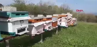 Savaş Gazisi İsmail Hodziç, Kestane Balıyla Altın Madalya Kazandı