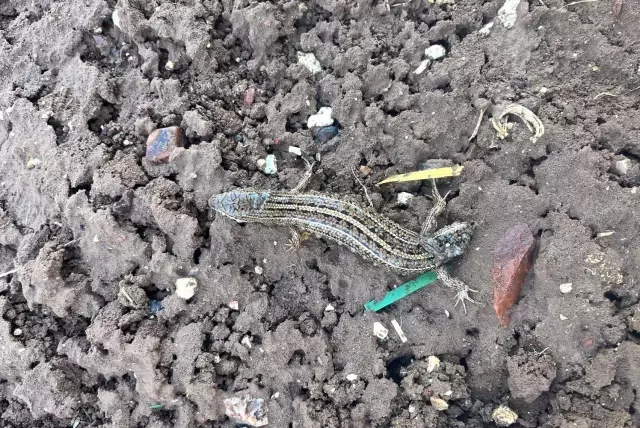 Found a two-headed lizard while wandering in the field