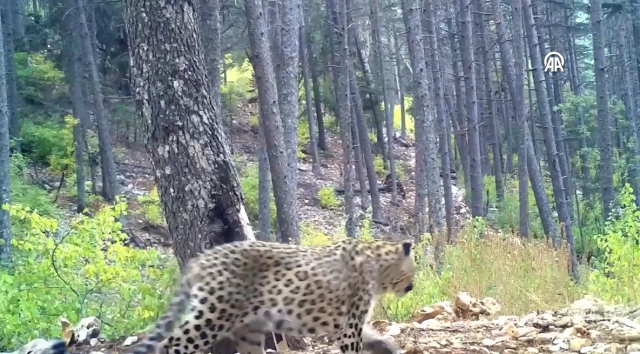 Anadolu Parsı fotokapan görüntüleri! Anadolu Parsı nerede görüldü, Türkiye'de nesli tükendi mi?