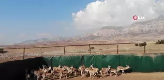 Cudi Dağı'na 30 Nesli Tükenme Tehlikesindeki Ceylan Salındı