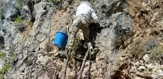 Hakkari'de Arıcılar Zorlu Yüksekliklerden Kaya Balı Topladı