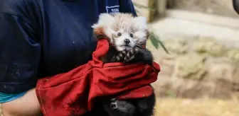 İskoçya'da Kırmızı Panda Yavrusunun Ölümünde Havai Fişekler Etkili Oldu