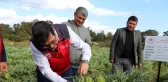 Muğla'da Enginar Hasadı ve Organik Gökova Susamı Desteği