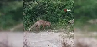 Yayla Komşusu Tilkiyi Besleyen Adamın Şefkati